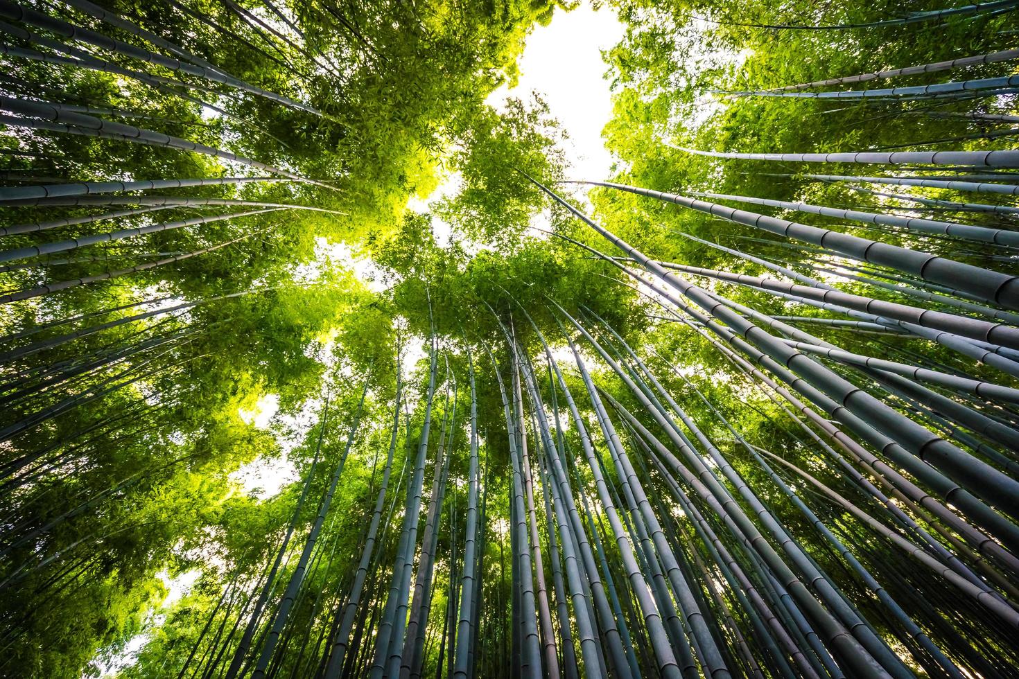 schöner Bambuswald bei Arashiyama, Kyoto foto