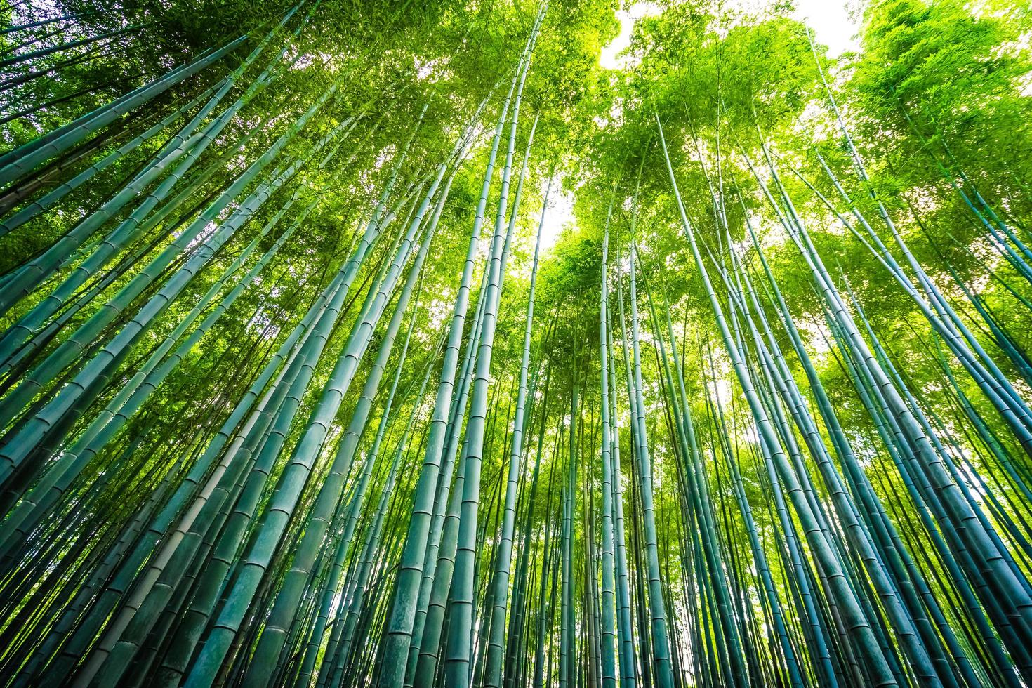 schöner Bambuswald bei Arashiyama, Kyoto foto