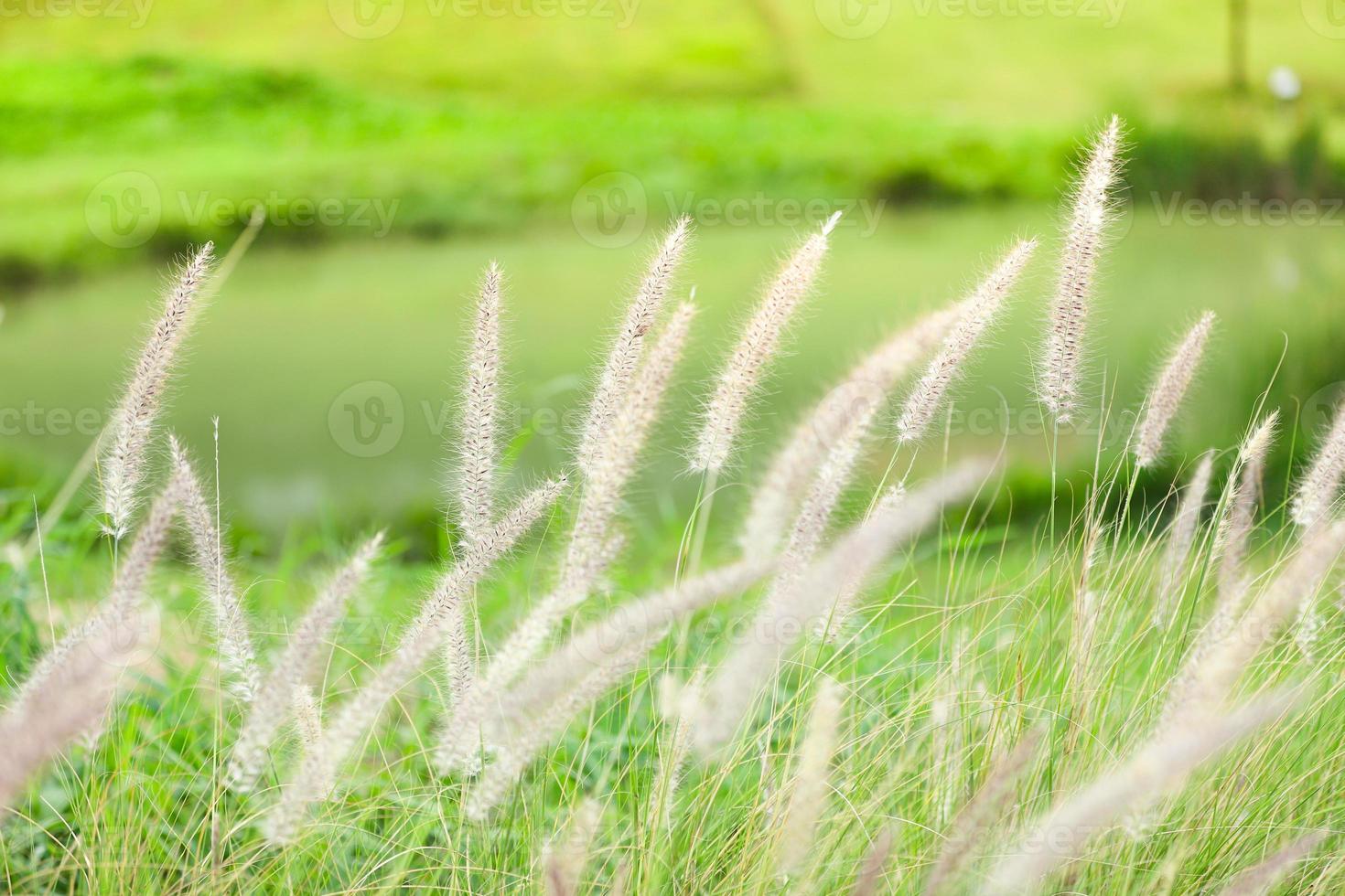 Gras mit unscharfem Teichhintergrund foto