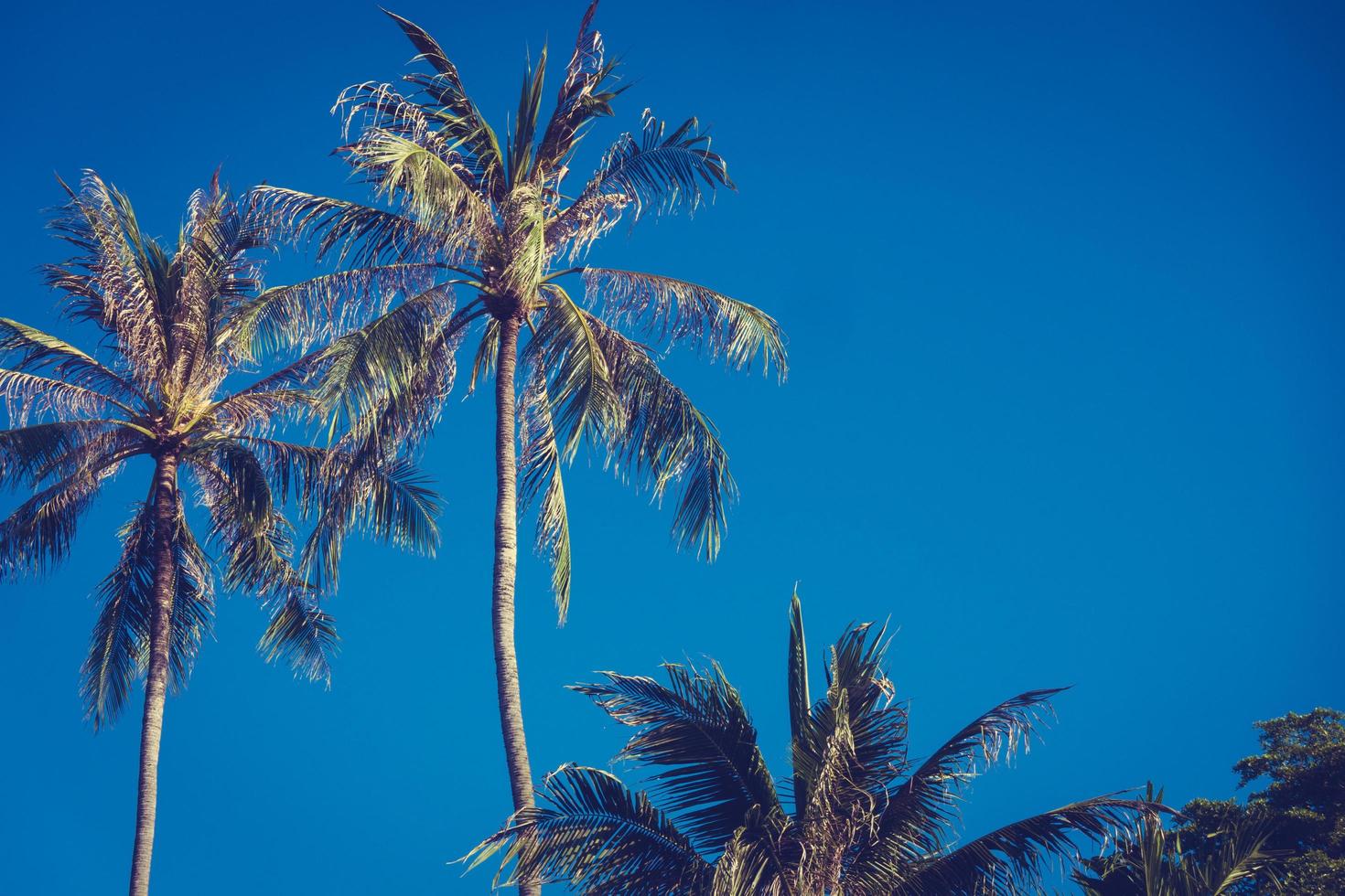 Himmel mit Kokospalmen foto