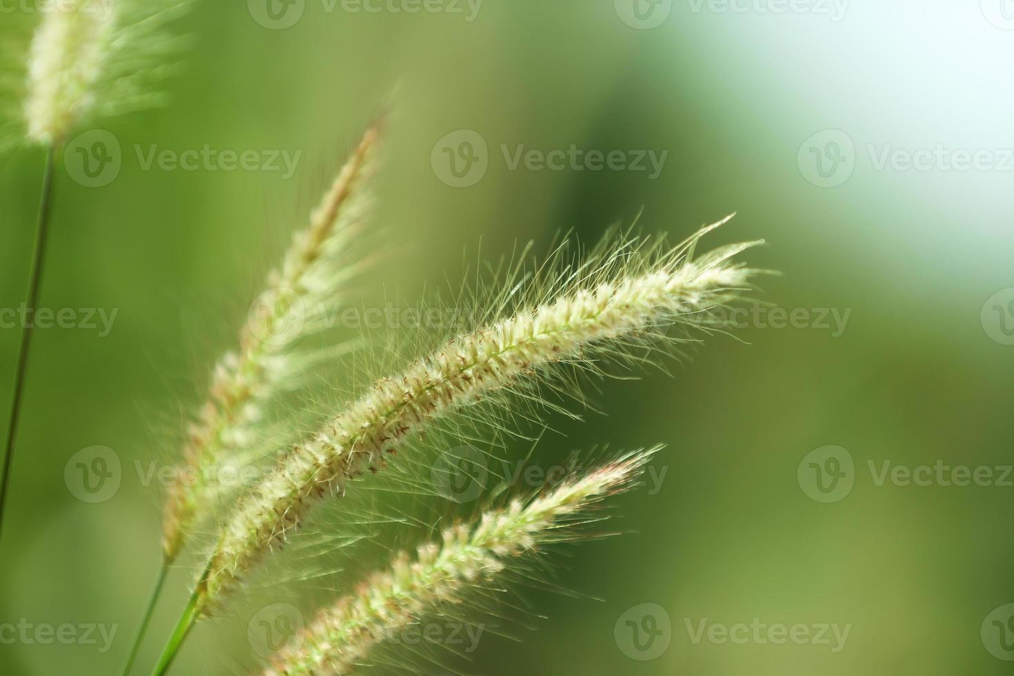 Nahaufnahme von Gras mit unscharfem Hintergrund foto