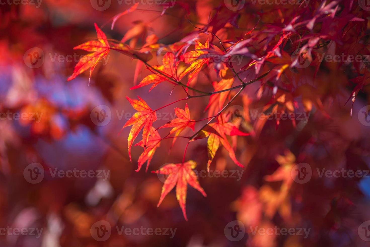 rote Ahornblätter foto