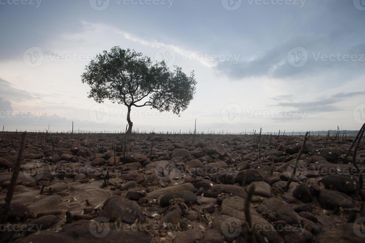 einzelner Baum in einem Feld foto