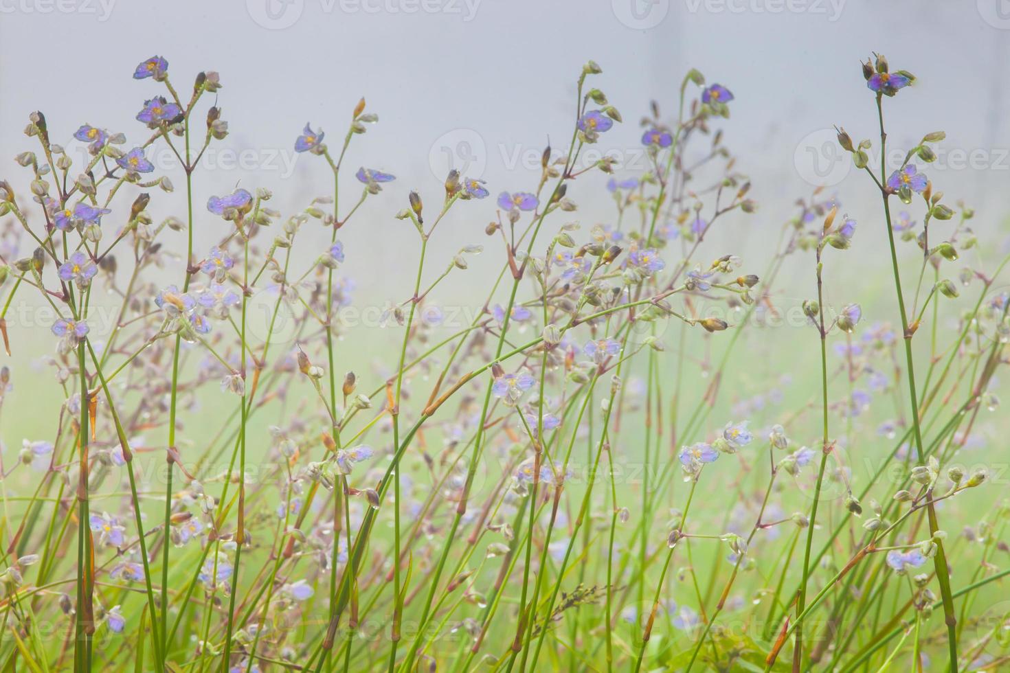 zarte lila Blüten foto