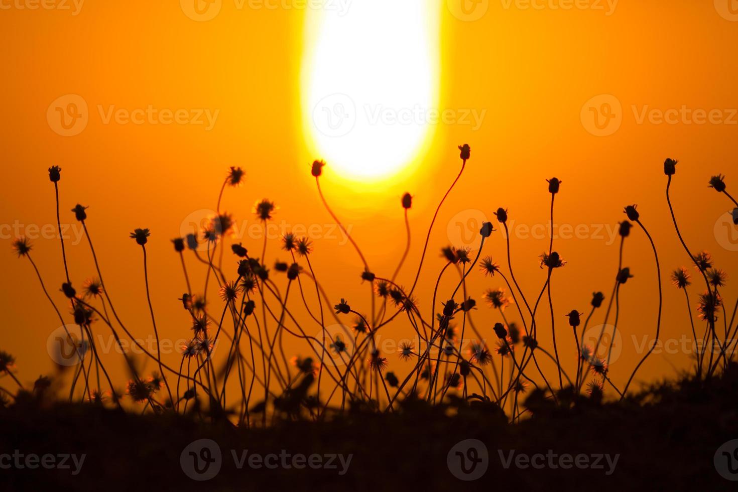 Silhouetten von Pflanzen bei Sonnenuntergang foto