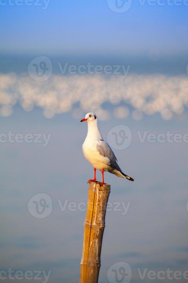 Möwe auf einem Holzpfahl foto