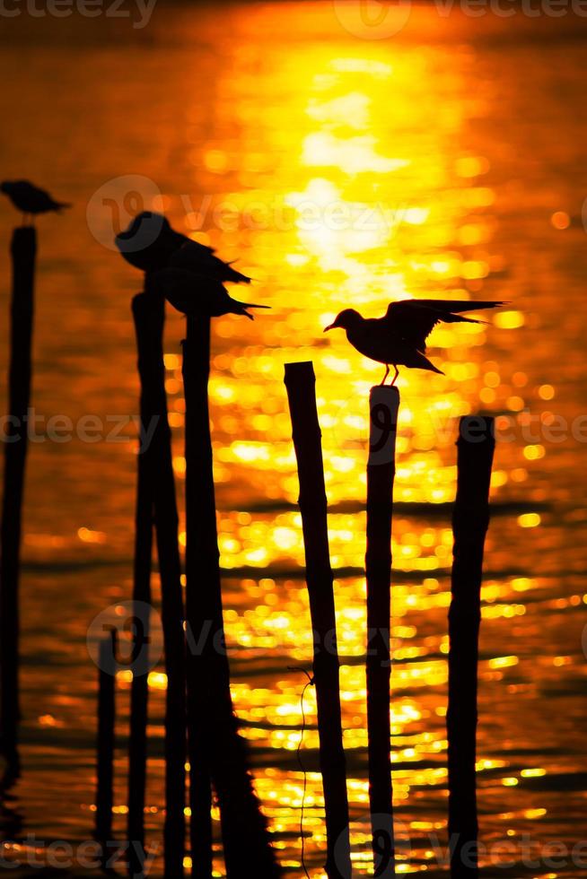 Silhouetten von Vögeln bei Sonnenuntergang foto