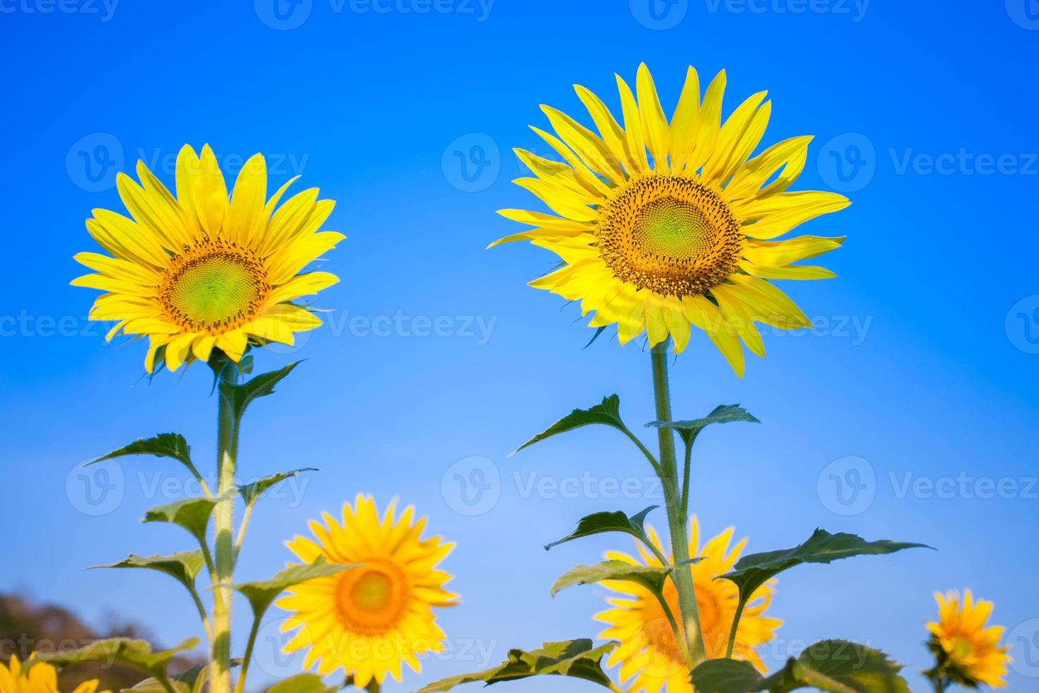 buntes Gelb der Sonnenblumen mit blauem Himmel foto