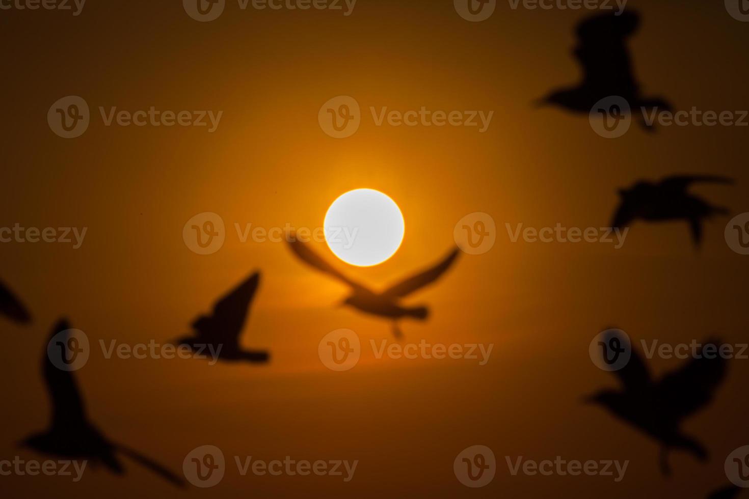 verschwommene Vogelsilhouetten bei Sonnenuntergang foto