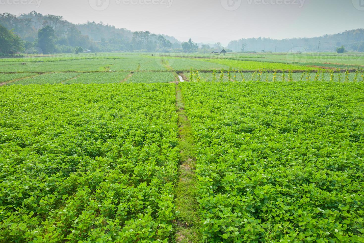grünes Feld von Choy Summe foto