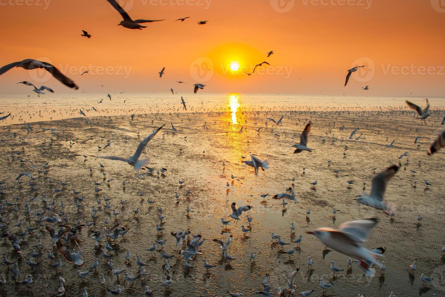 Möwen fliegen bei Sonnenuntergang foto