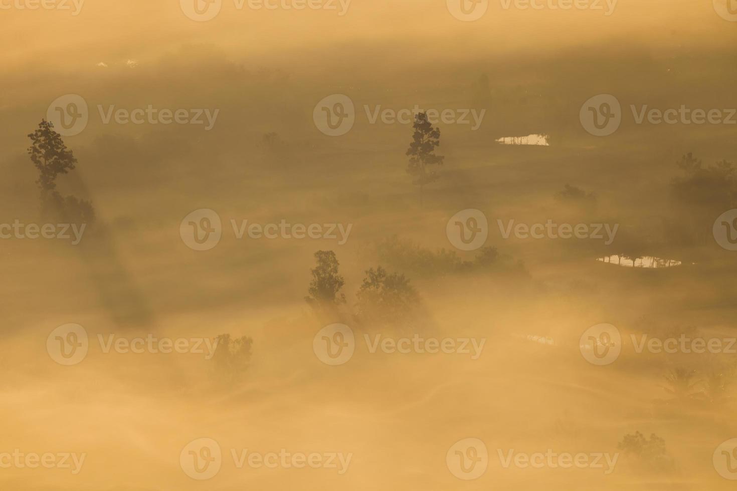 Bäume, die aus dem Nebel herausragen foto