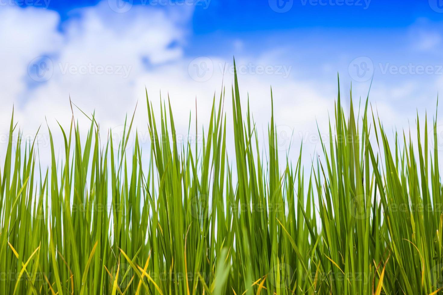 Nahaufnahme von Gras mit einem blauen Himmel foto