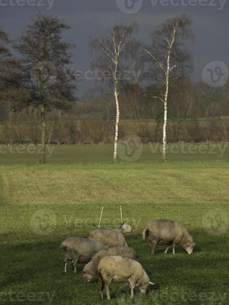 Schafe auf einem Feld in Deutschland foto