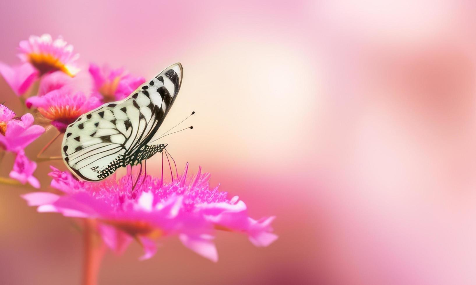 Schmetterling auf ein Rosa Blume mit verschwommen Hintergrund foto