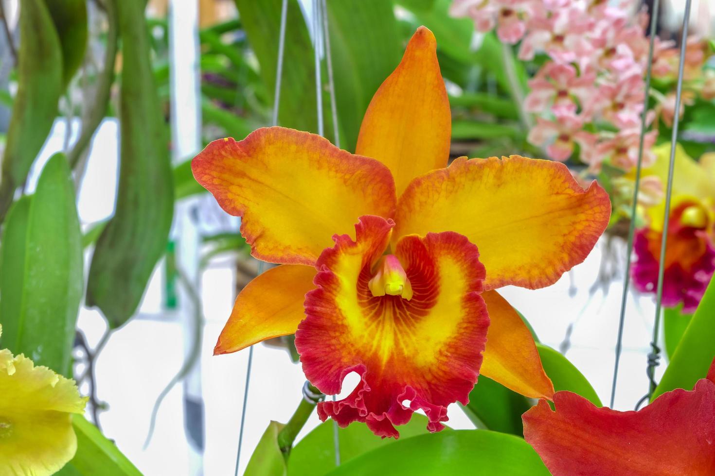 schön Cattleya Orchideen Blume im Orange Farbe foto