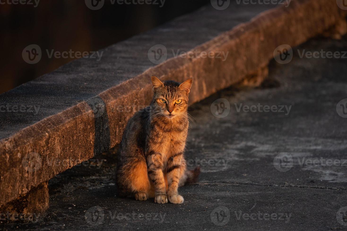 ein braun Katze Sitzung und Morgen Sonnenlicht foto