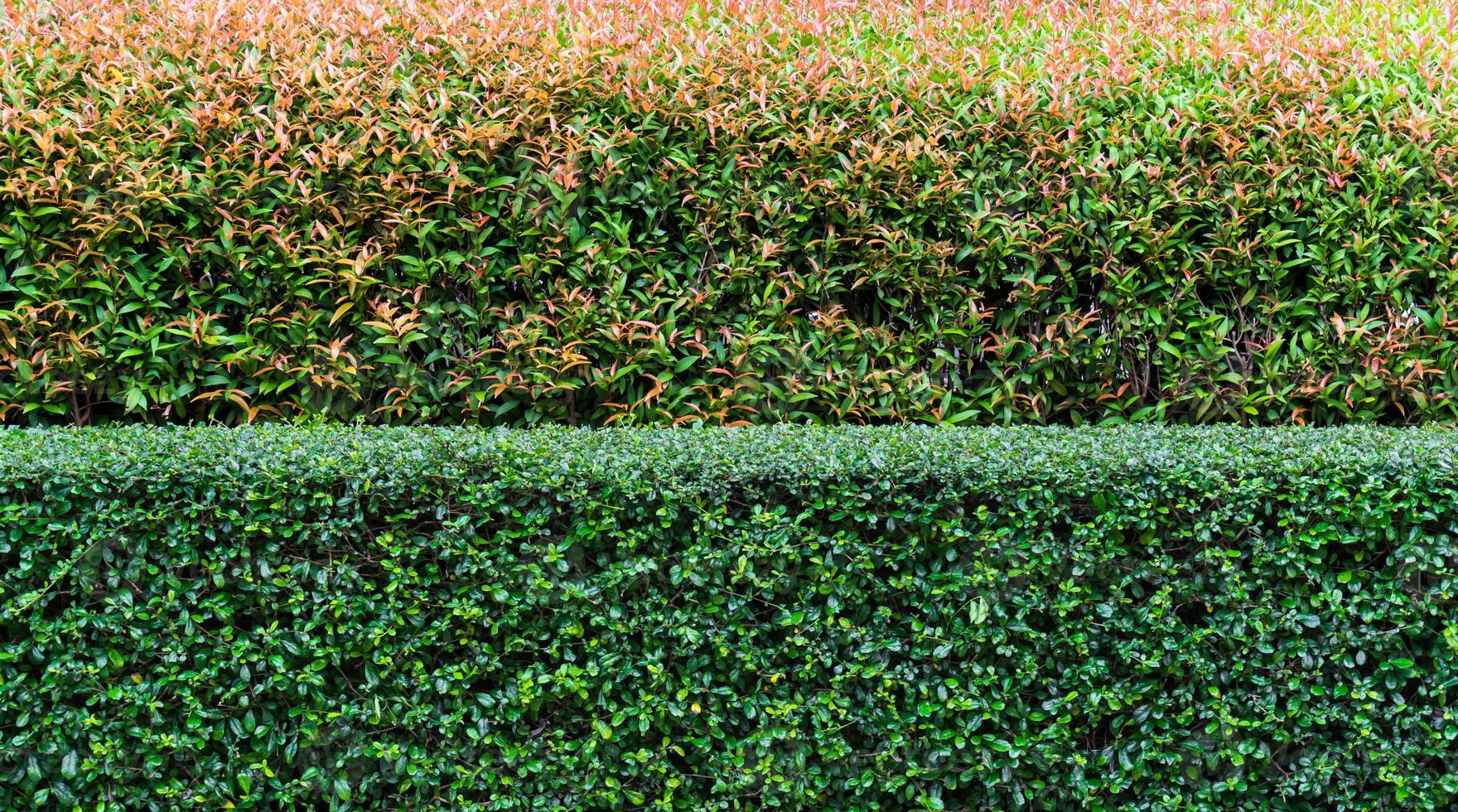 zwei Ton Busch, Rosa und Grün Blätter im klein Busch, jung Blätter im Rosa Farbe mit alt Blätter im Grün Farbe grün Blatt Mauer Hintergrund foto