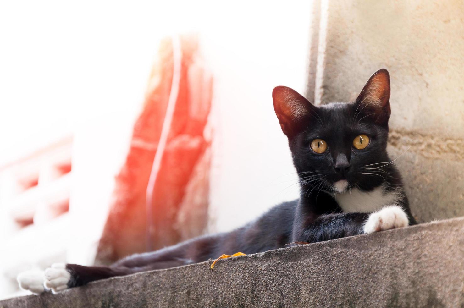 jung Katze von ein schwarz Farbe auf Zaun ,Tier Porträt schwarz Kätzchen foto