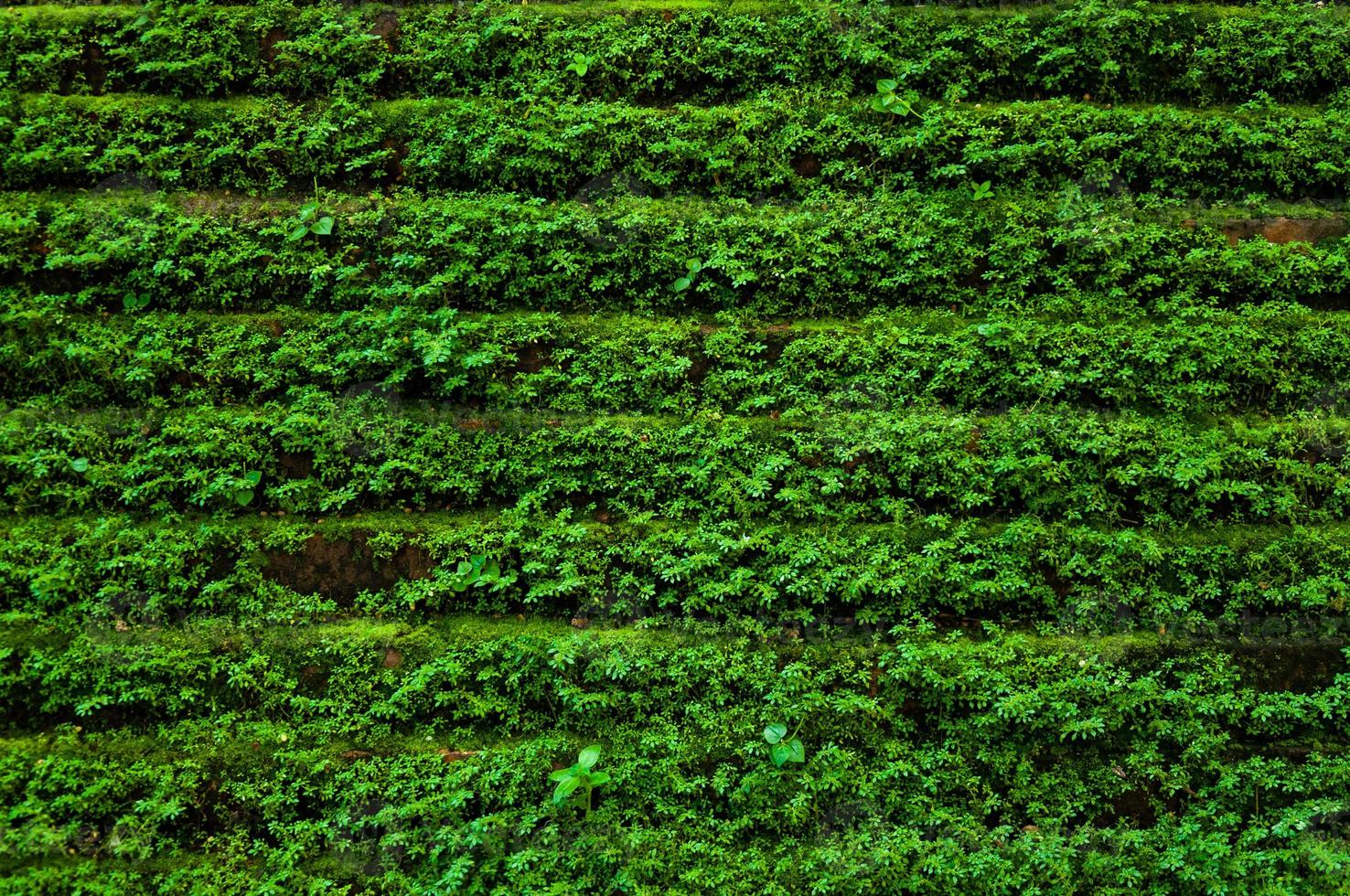 Textur von alt Stein Rand Mauer bedeckt Grün Moos, z Grün Natur Hintergrund foto