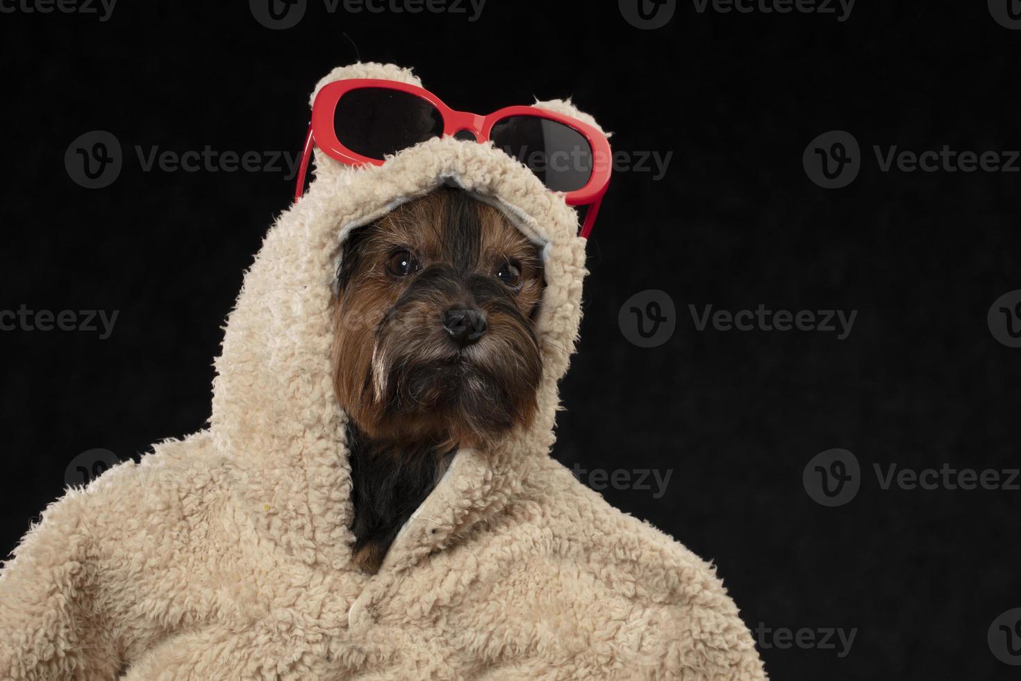 Yorkshire Terrier im schön Kleidung. Glanz modisch Hund im ein Pelz Mantel und Brille. Designer Kleider zum Hunde. foto