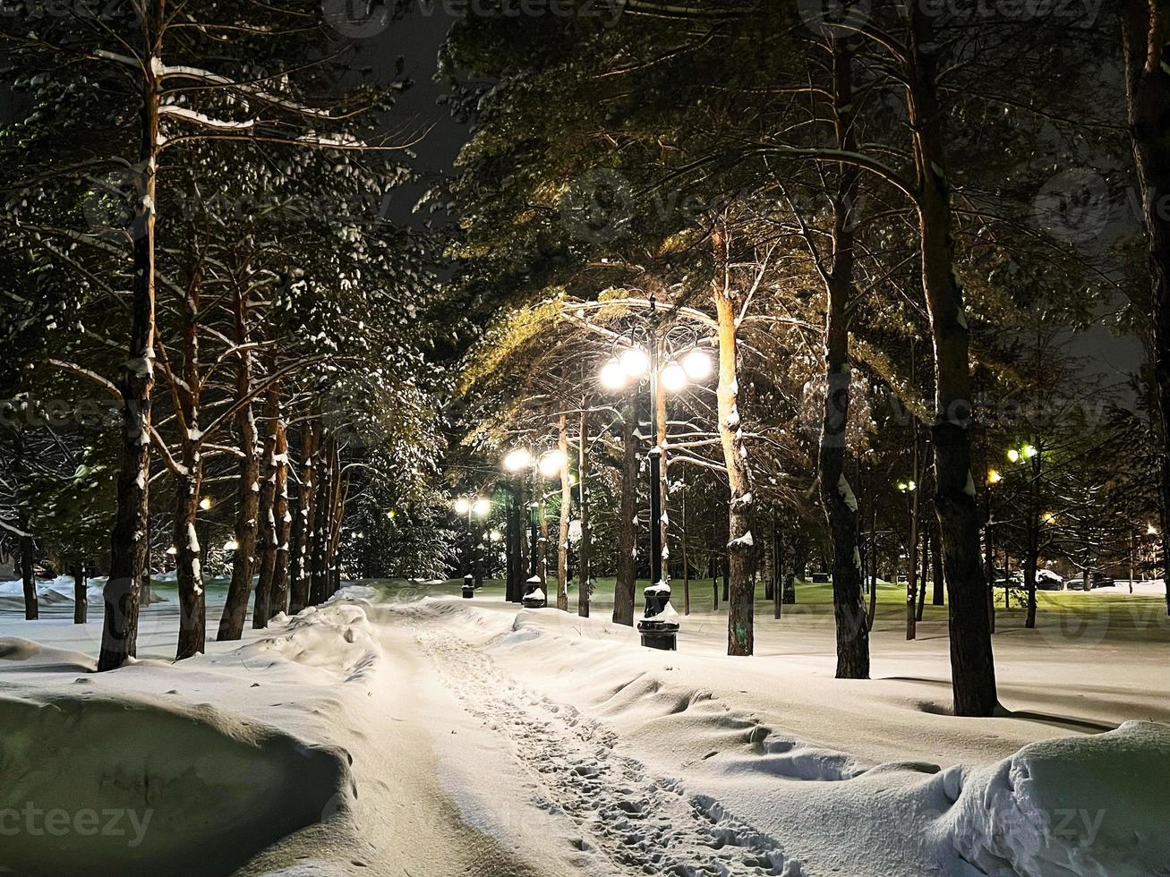 Winter schneebedeckt Weihnachten Szene mit ein Kiefer Baum. Fichte groß Geäst bedeckt mit Frost. Ruhe verschwommen Hintergrund von Winter Zeit mit Flocken von Schnee. foto