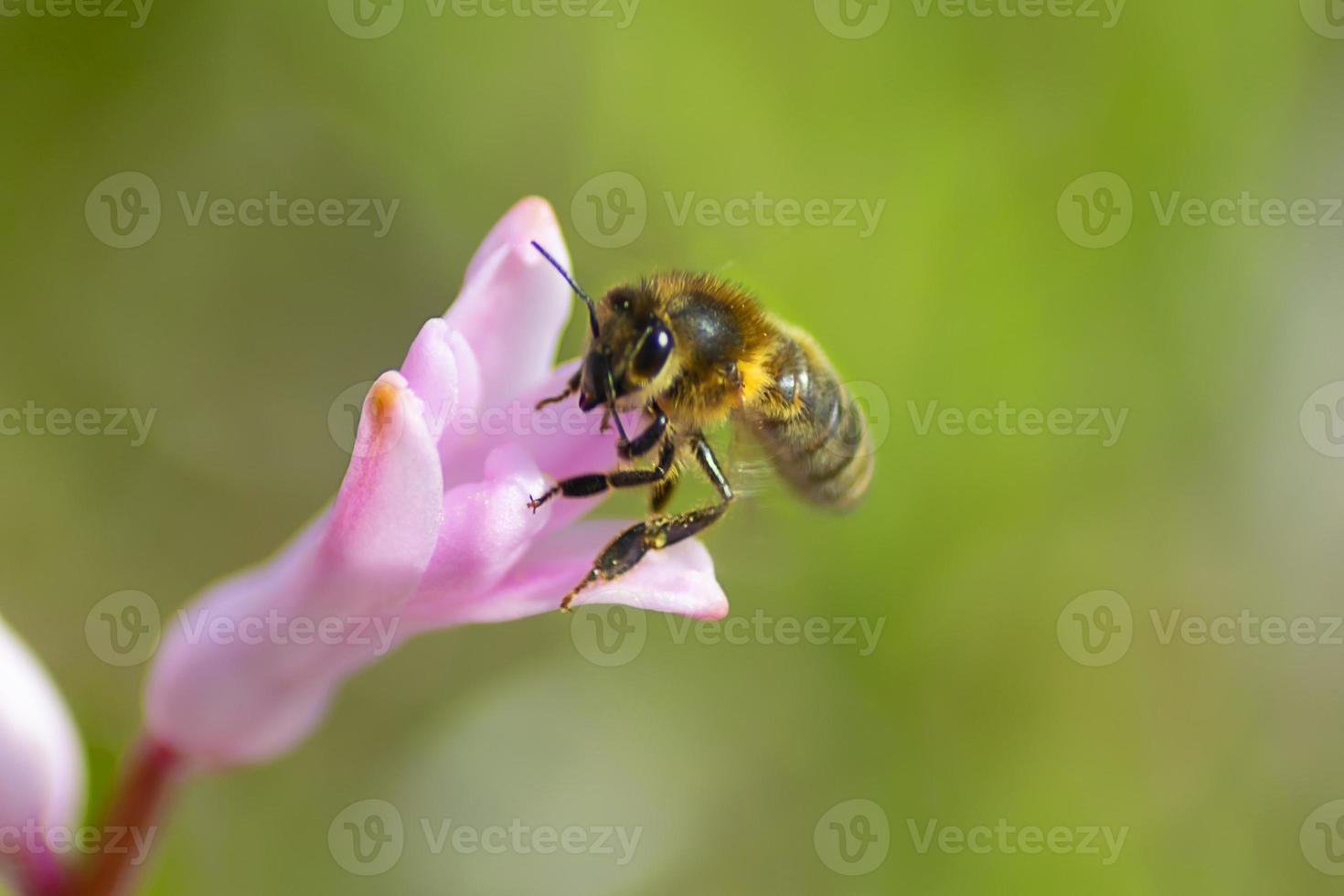 Biene auf Rosa Hyazinthe Blume. schließen oben Sammeln Pollen im ein Blühen Garten foto