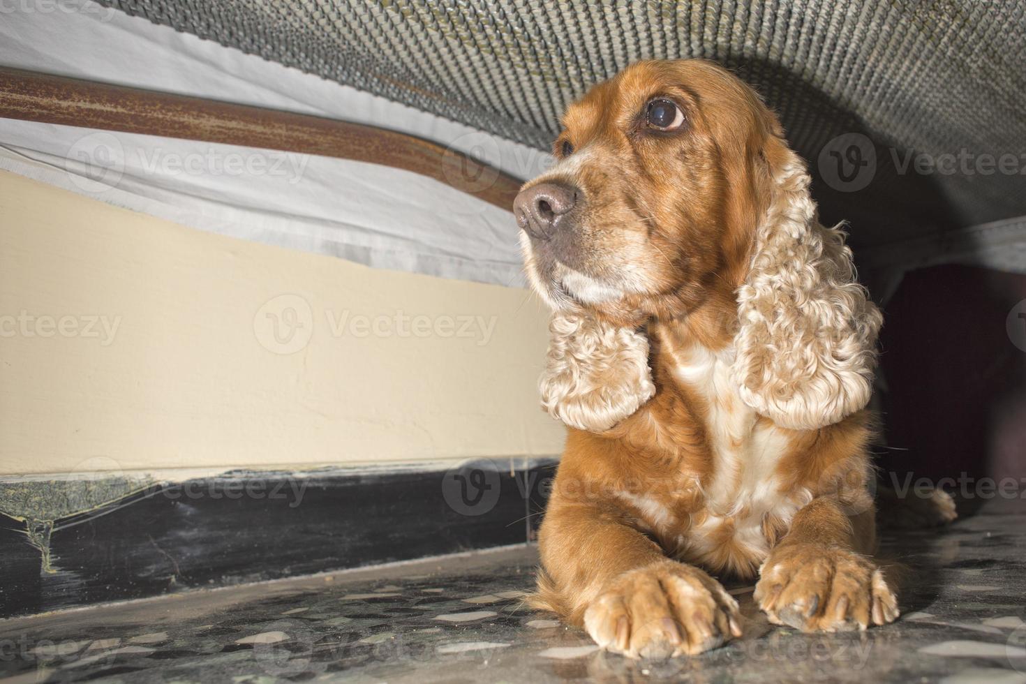 Hündchen Hund Cocker Spaniel versteckt foto