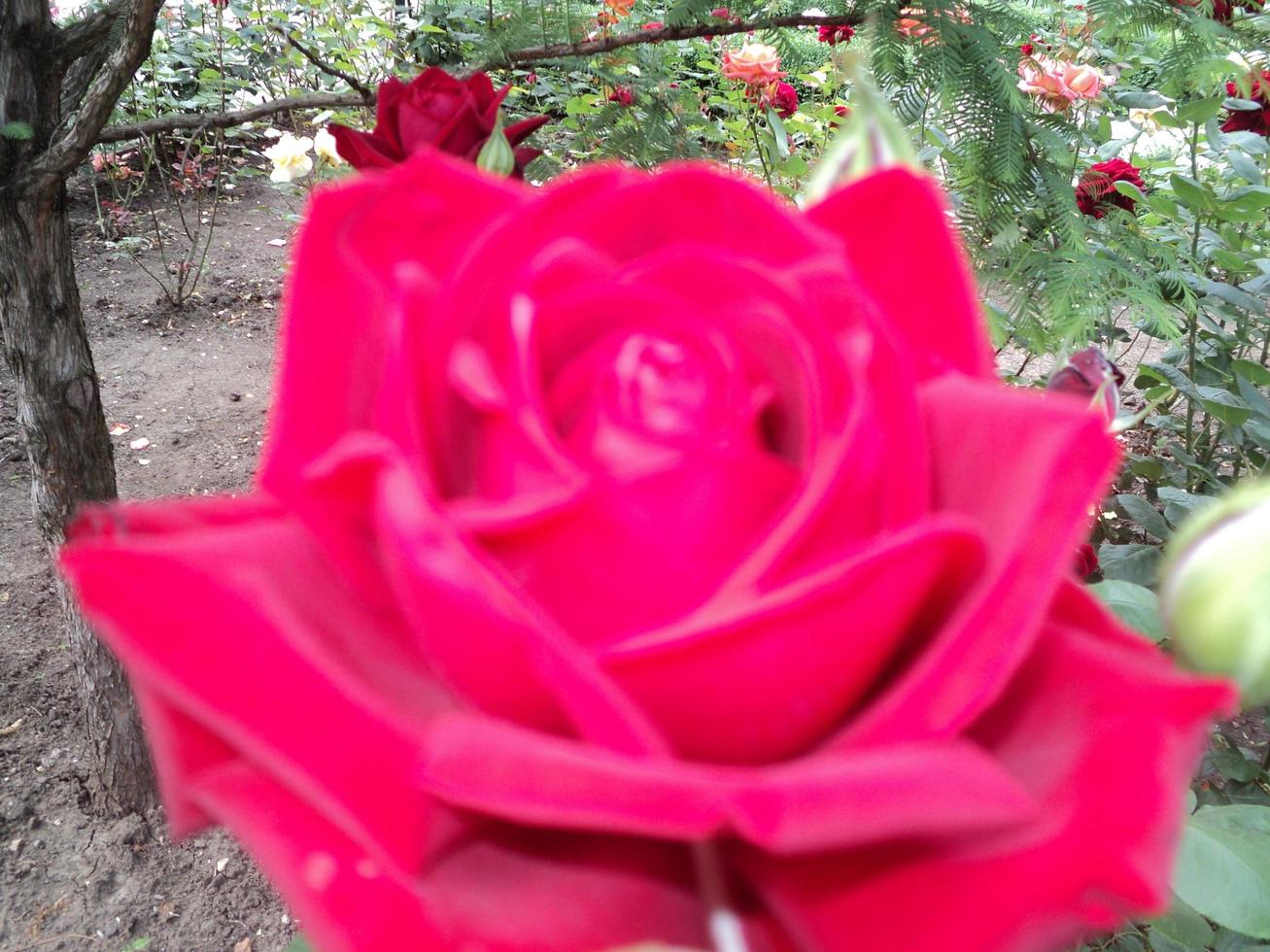 rot Rose Blume schließen hoch. Foto von Telefon.