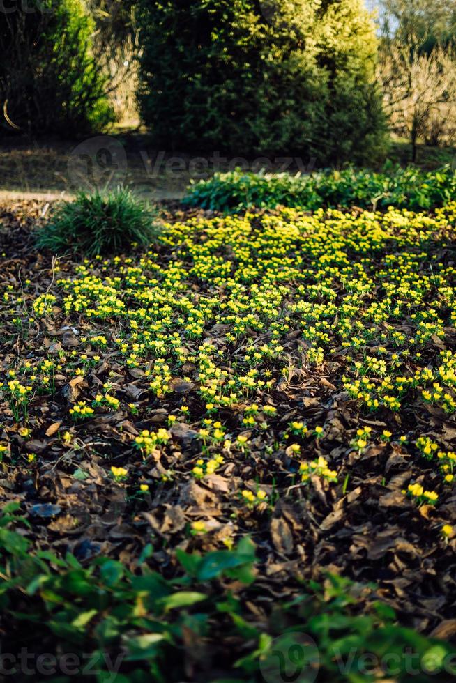 Bündel von Gelb Frühling Blumen mit Blätter foto