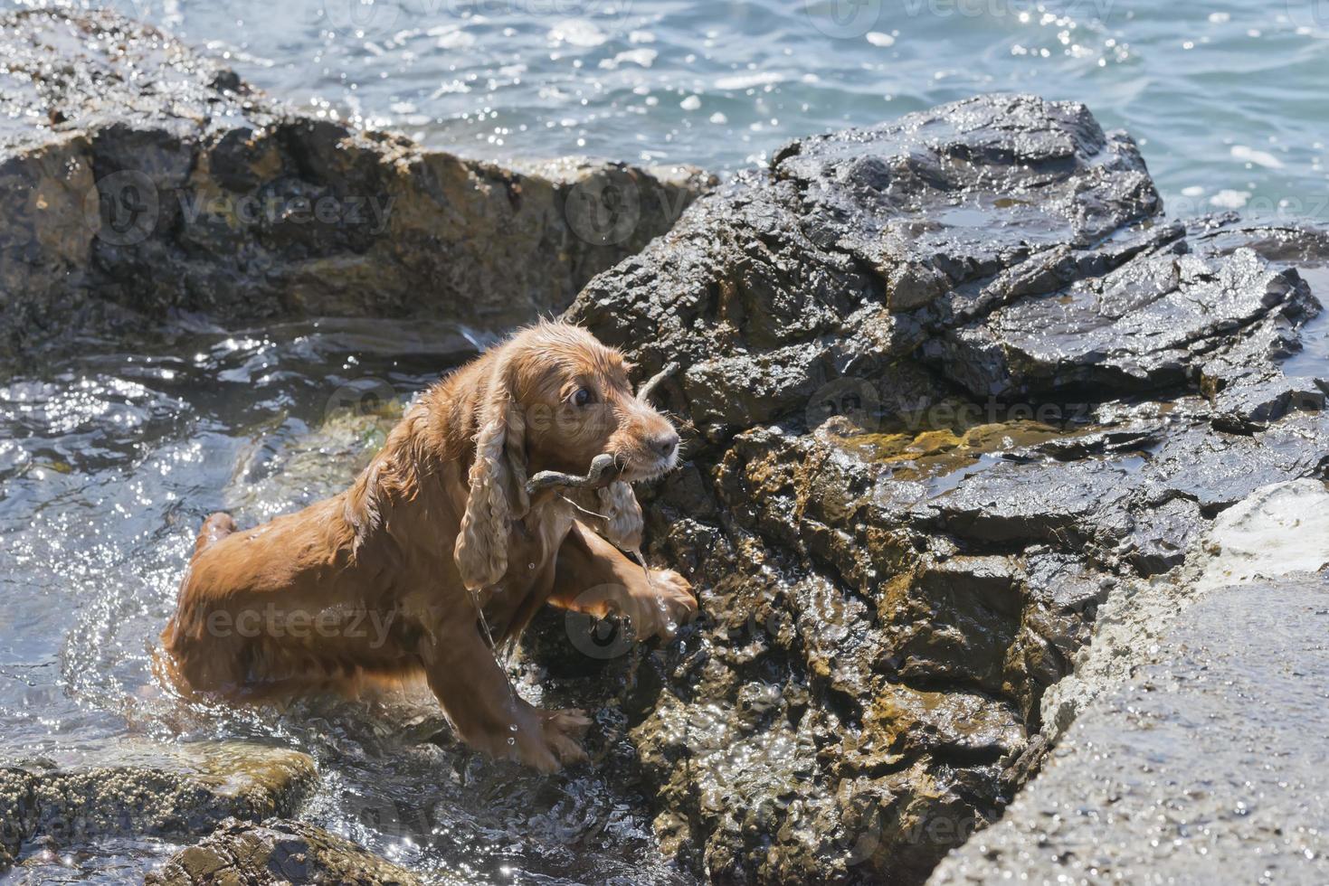 ein Englisch Cocker Spaniel Kommen unser von Meer foto