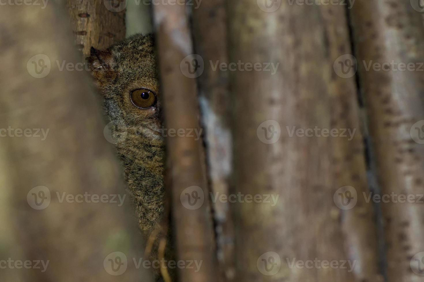 Tarsius kleiner nachtaktiver Affe foto