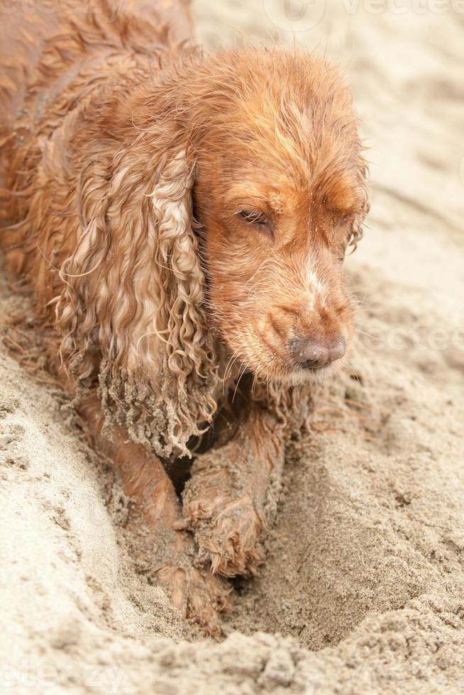 neugeborener welpe englischer cocker spaniel hund, der sand gräbt foto