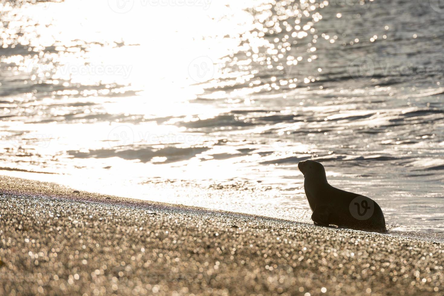 Patagonien Seelöwe am Strand foto