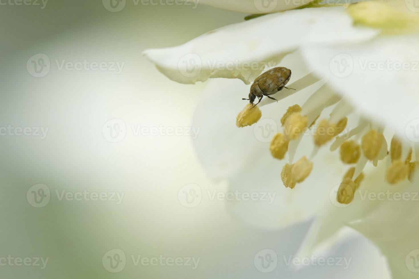 ein braun Käfer Gehen auf ein Stempel foto