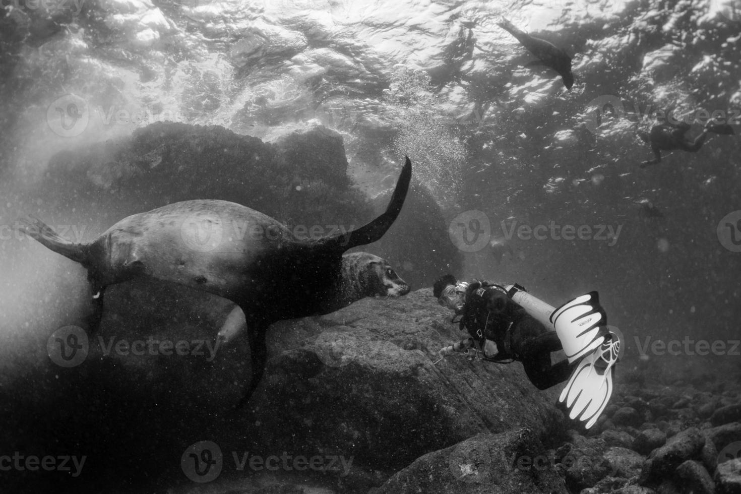 männlicher Seelöwe unter Wasser, der dich ansieht foto