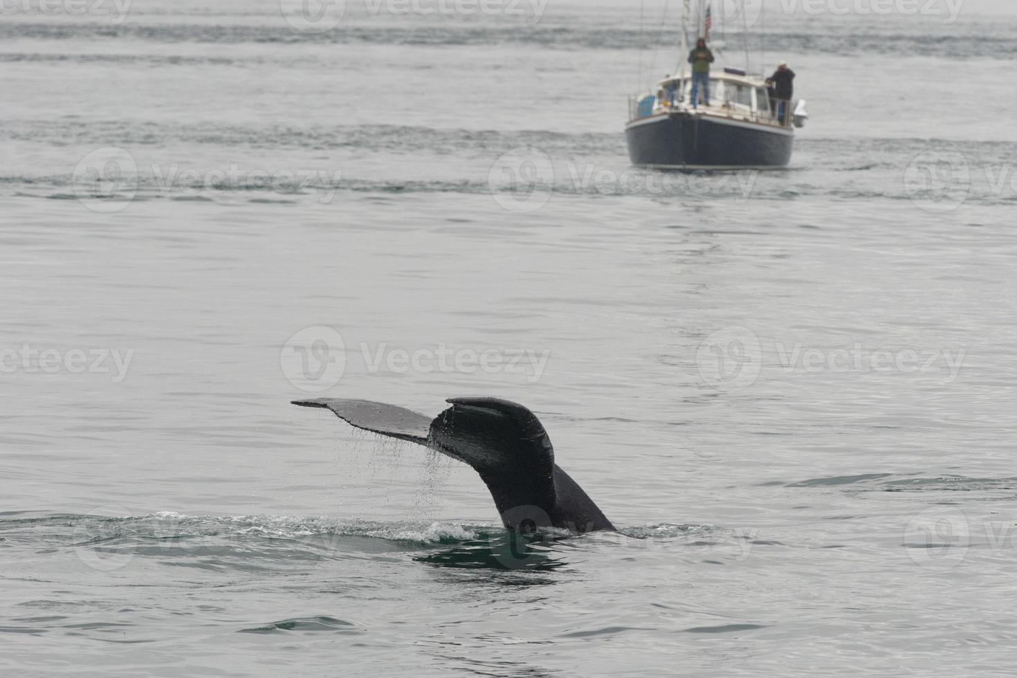 Buckelwalschwanz beim Abstieg in Glacier Bay Alaska foto