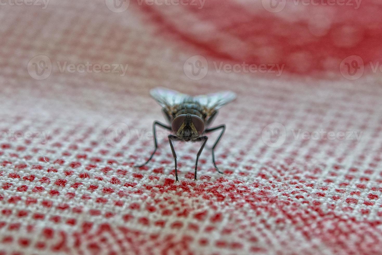 Makro beim Essen fliegen foto