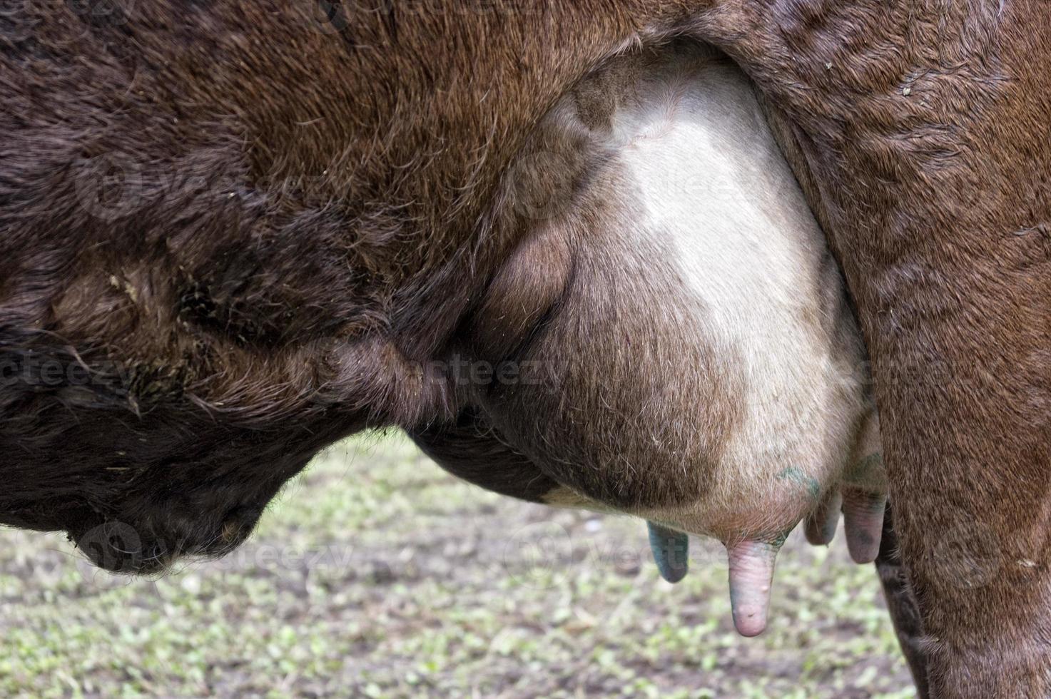 Kuh Milch Titten Brust foto