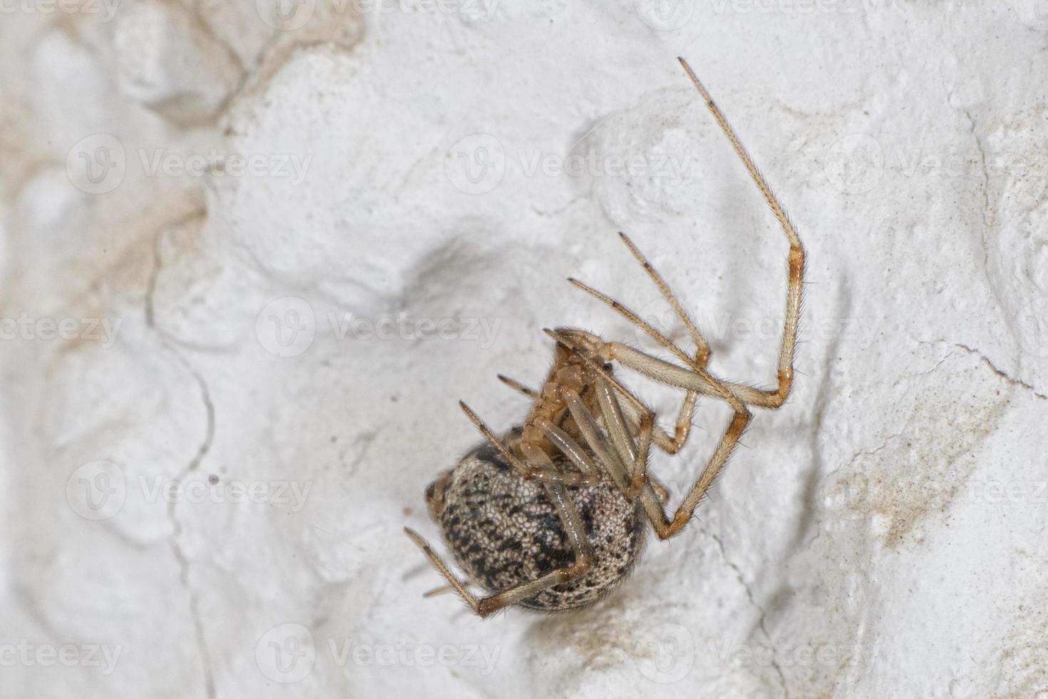 isolierte Spinne, die auf weißem Hintergrund hängt foto