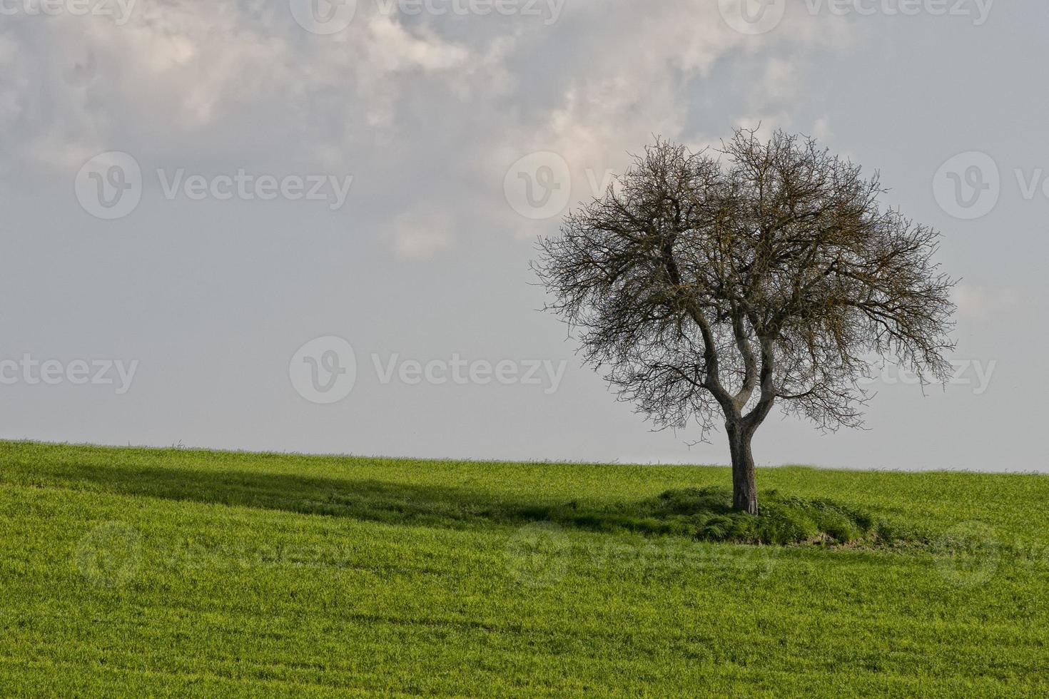 Hügellandschaft der Toskana foto