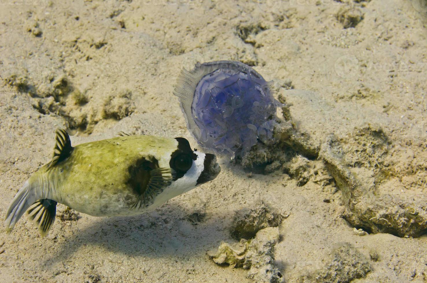 ein Puffer Fisch während Essen ein Meduse foto