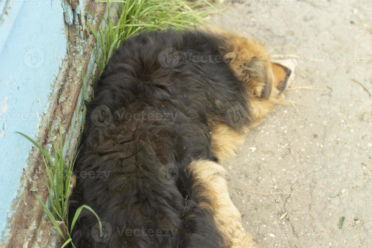 streunender Hund auf der Straße. Haustier in der Stadt. foto