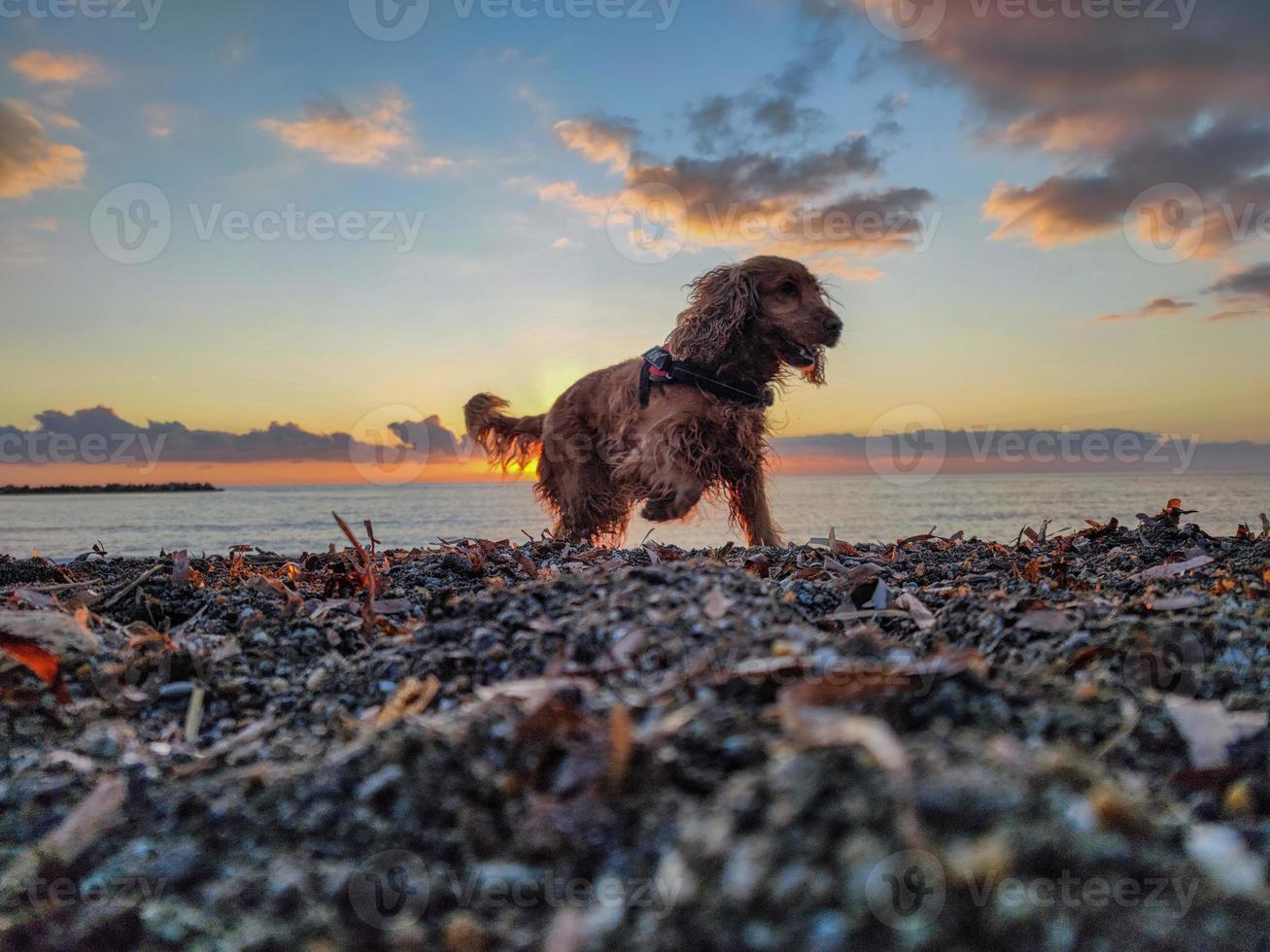 glücklich Hund Cocker Spaniel spielen beim das Strand beim Sonnenuntergang foto