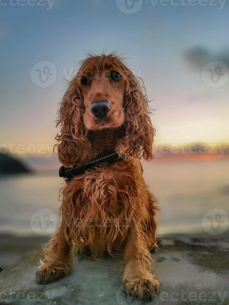 glücklich Hund Cocker Spaniel spielen beim das Strand beim Sonnenuntergang foto