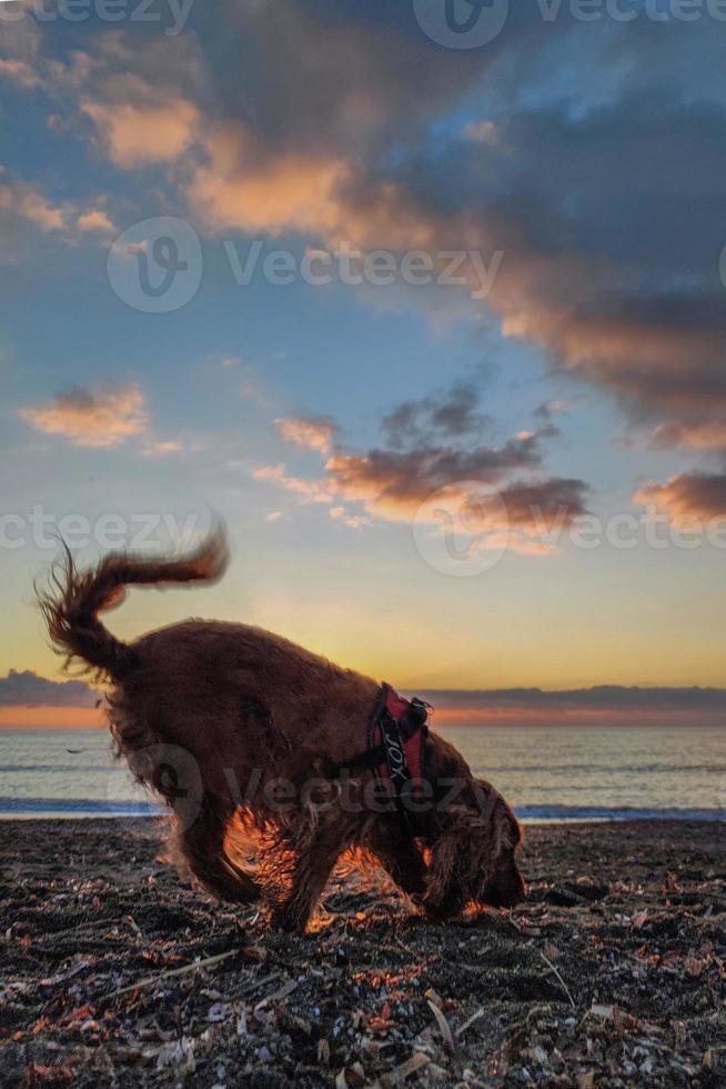 glücklich Hund Cocker Spaniel spielen beim das Strand beim Sonnenuntergang foto