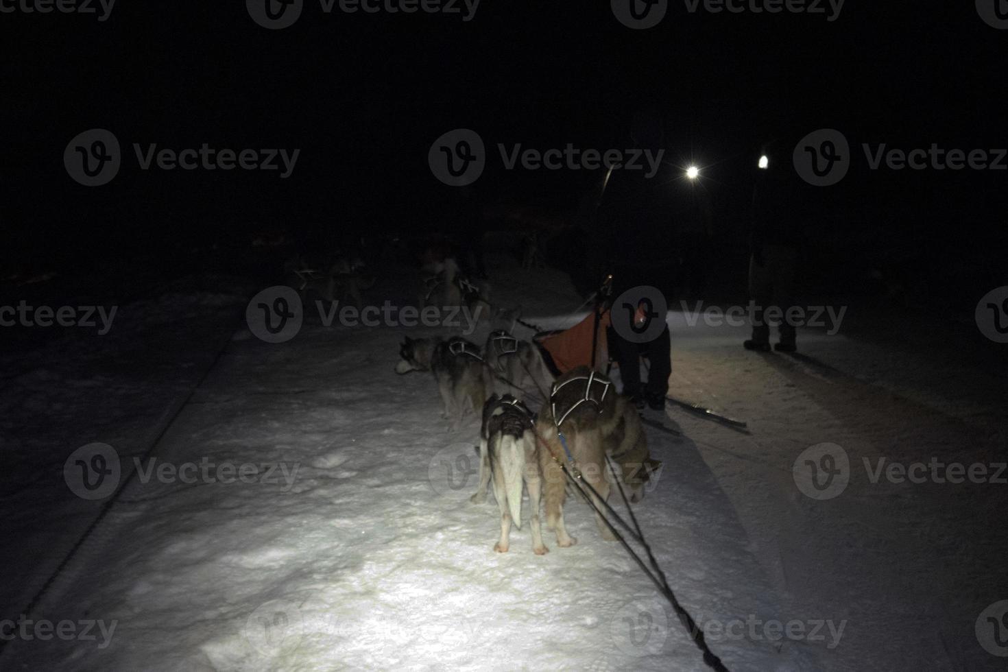 Schlitten Hund im schneebedeckt Berge beim Nacht foto