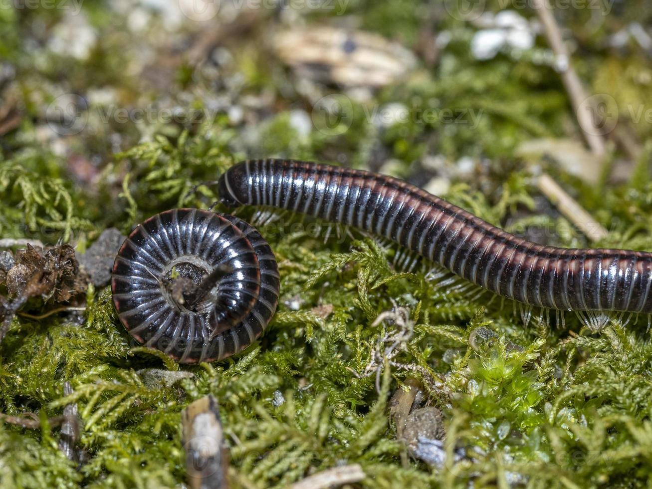 Julidae Tausendfüßler Nahaufnahme Makro foto