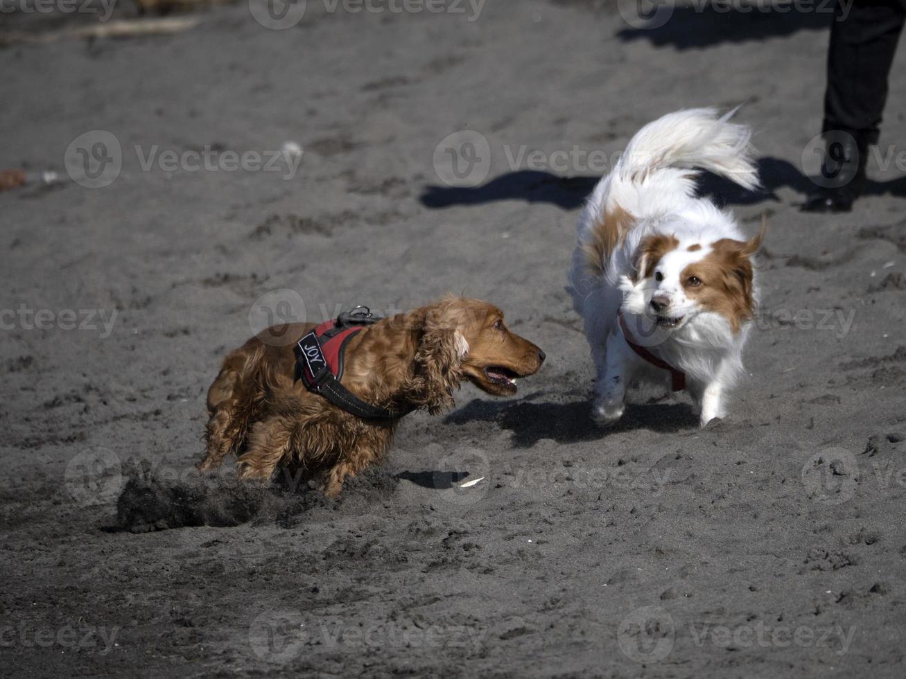 glücklicher hund cockerspaniel, der am strand spielt foto