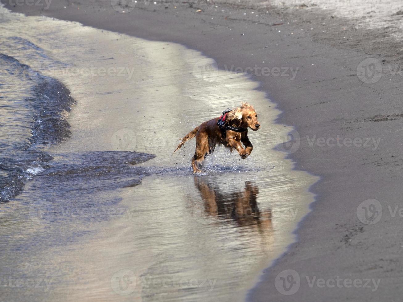 glücklicher hund cockerspaniel, der am strand spielt foto